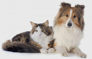 Veterinary